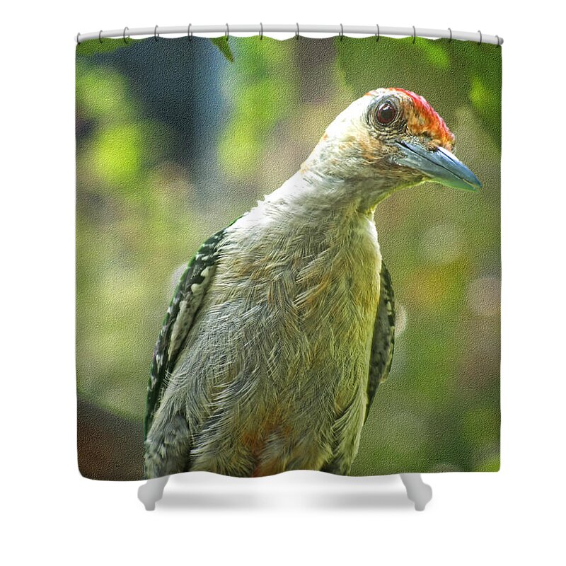 Nature Shower Curtain featuring the photograph Inquisitive Woodpecker by Debbie Portwood