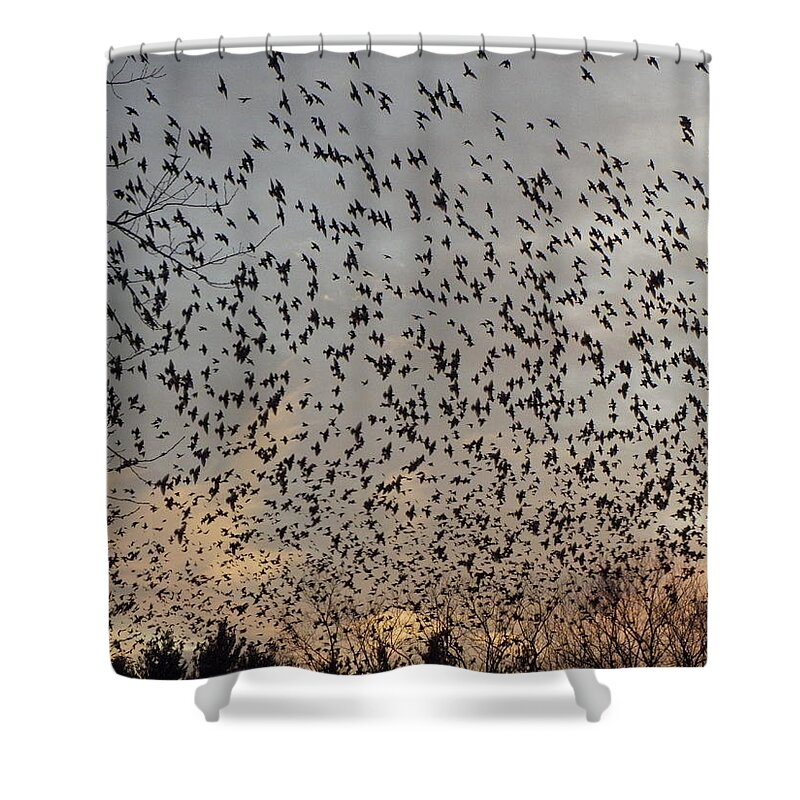 Starlings Shower Curtain featuring the photograph Invasion Of The Birds by Kim Galluzzo Wozniak
