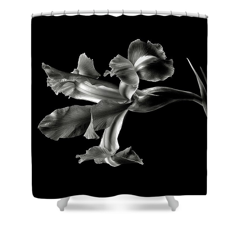 Flower Shower Curtain featuring the photograph Iris in Black and White by Endre Balogh