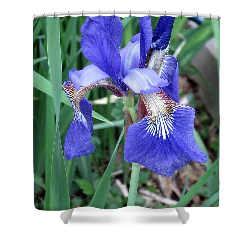 Flower Shower Curtain featuring the photograph Iris by Kathy Sheeran