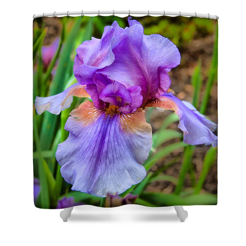 Nature Shower Curtain featuring the photograph Iris by Lynne Jenkins