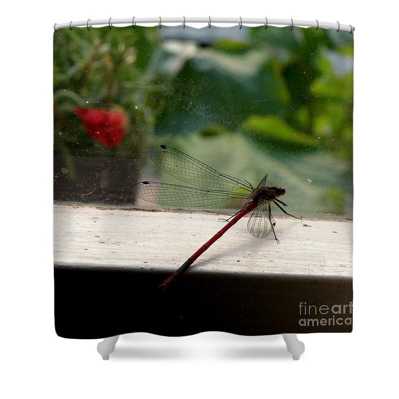 Dragonfly Shower Curtain featuring the photograph It's Always Greener by Lainie Wrightson