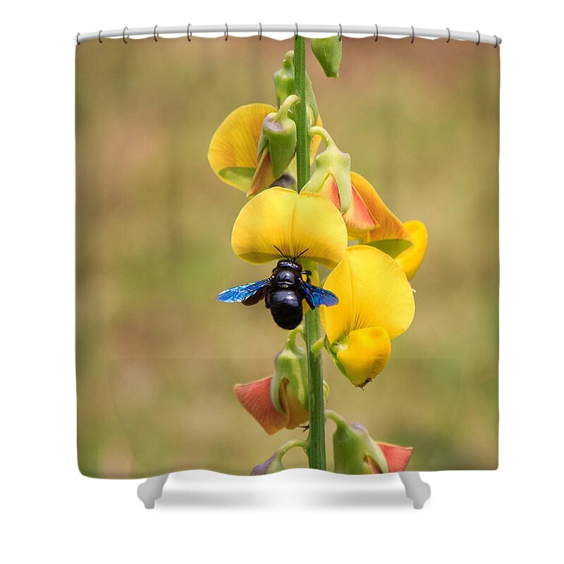 Bee Shower Curtain featuring the photograph Its the climb by SAURAVphoto Online Store