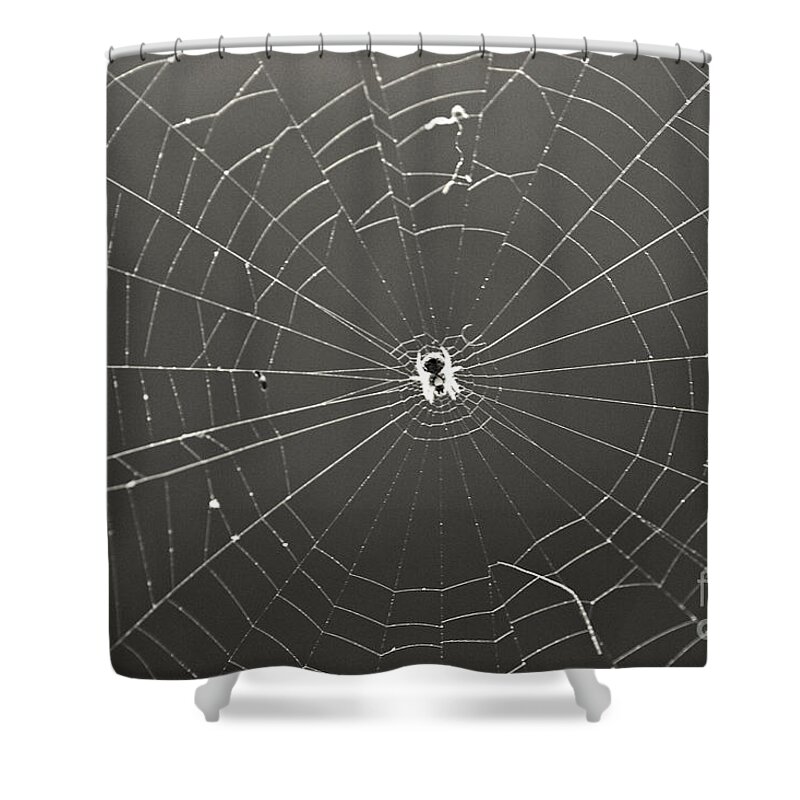 Spider Shower Curtain featuring the photograph Itsy Bitsy Spider by Leslie Leda