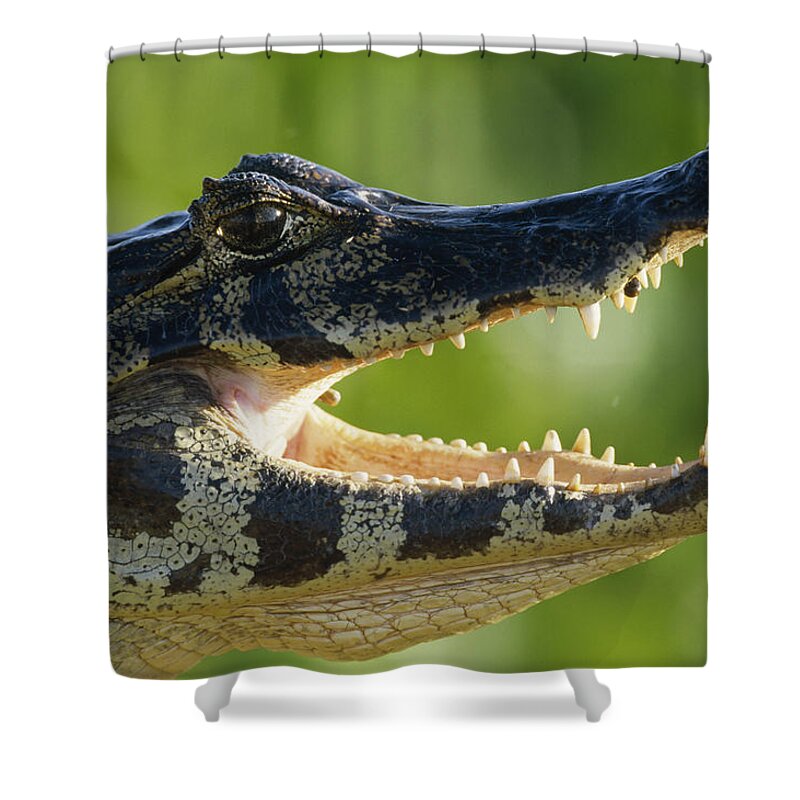 Mp Shower Curtain featuring the photograph Jacare Caiman Caiman Yacare by Konrad Wothe