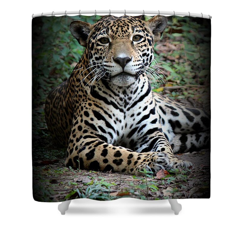 Jaguar Photo Shower Curtain featuring the photograph Jaguar Portrait by Kathy White