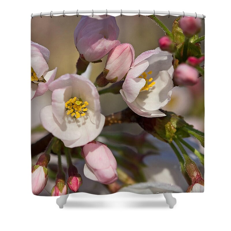 Japanese Shower Curtain featuring the photograph Japanese Flowering Cherry Tree by Farol Tomson