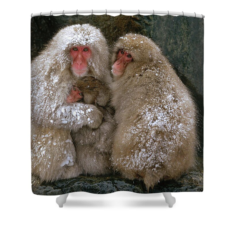 Mp Shower Curtain featuring the photograph Japanese Macaque Macaca Fuscata Family by Konrad Wothe