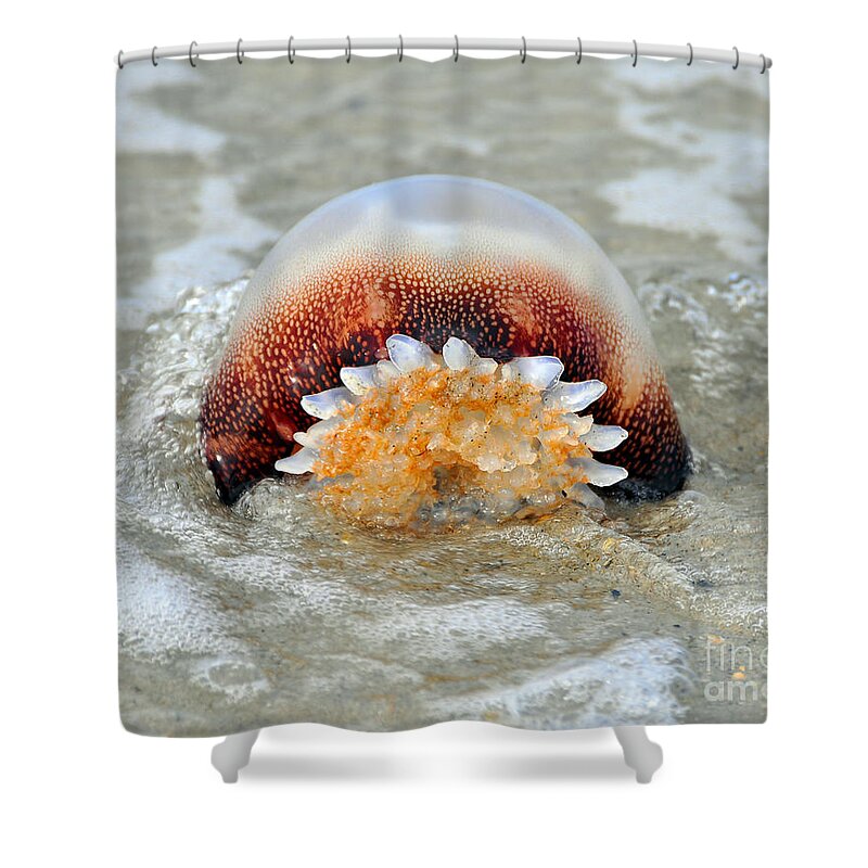 Jellyfish Shower Curtain featuring the photograph Jelly in a Jam by Al Powell Photography USA