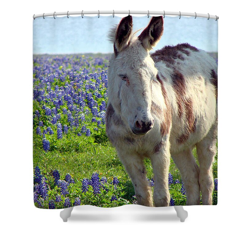 Donkey Shower Curtain featuring the photograph Jesus Donkey In Bluebonnets by Linda Cox