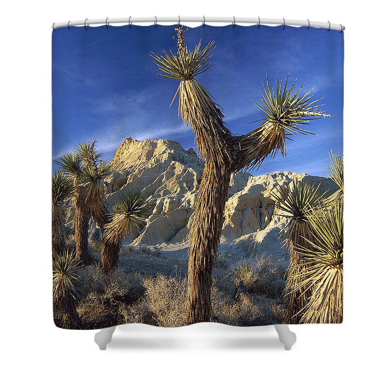 00175073 Shower Curtain featuring the photograph Joshua Tree Cluster In Red Rock Canyon by Tim Fitzharris