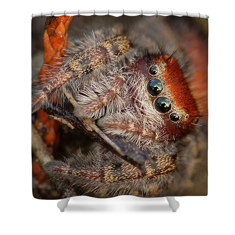 Phidippus Cardinalis Shower Curtain featuring the photograph Jumping Spider Portrait by Daniel Reed