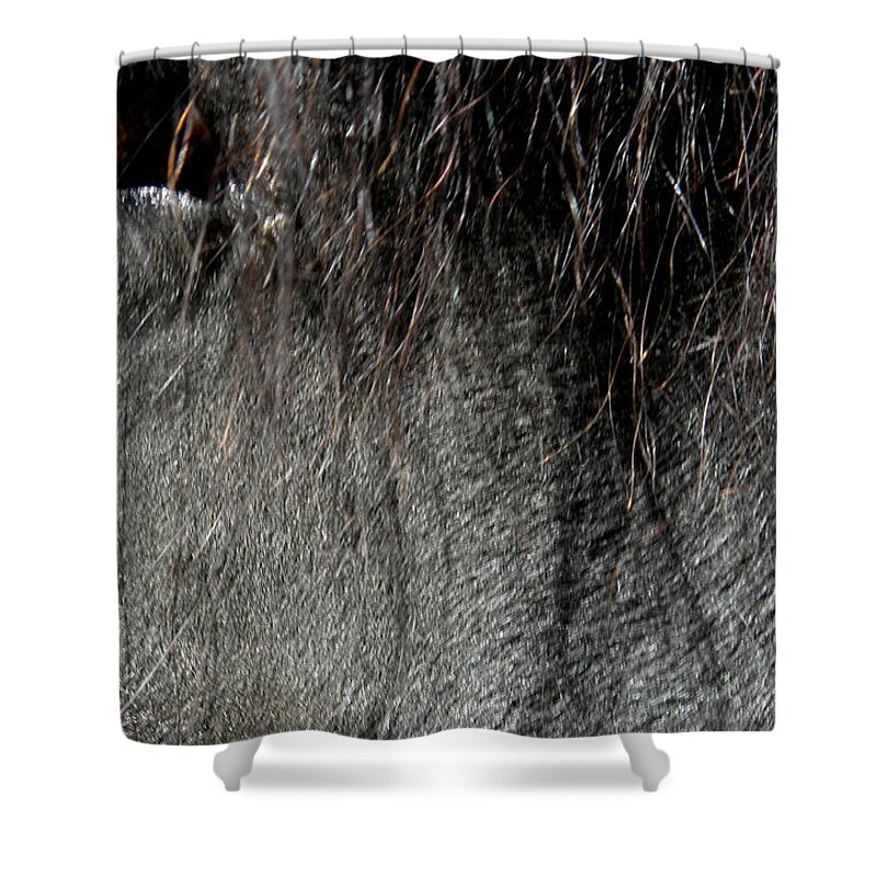 Horse Shower Curtain featuring the photograph Just A Glimpse by Kim Galluzzo