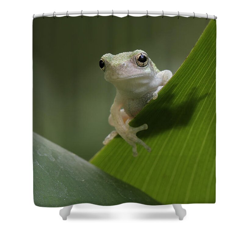 Grey Treefrog Shower Curtain featuring the photograph Juvenile Grey Treefrog by Daniel Reed