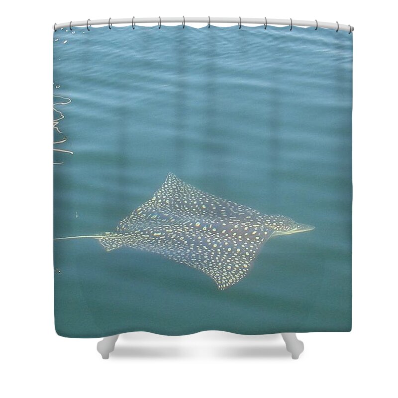Florida Shower Curtain featuring the photograph Key Largo Ray by Lin Grosvenor