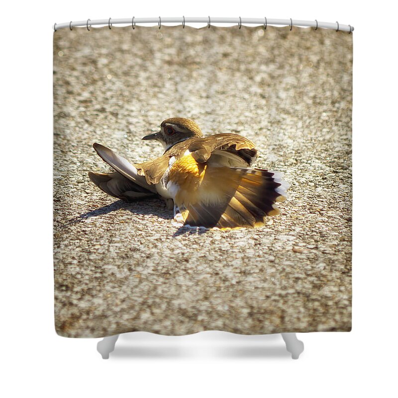 Bird Shower Curtain featuring the photograph Killdeer Broken Wing Act by Linda Tiepelman