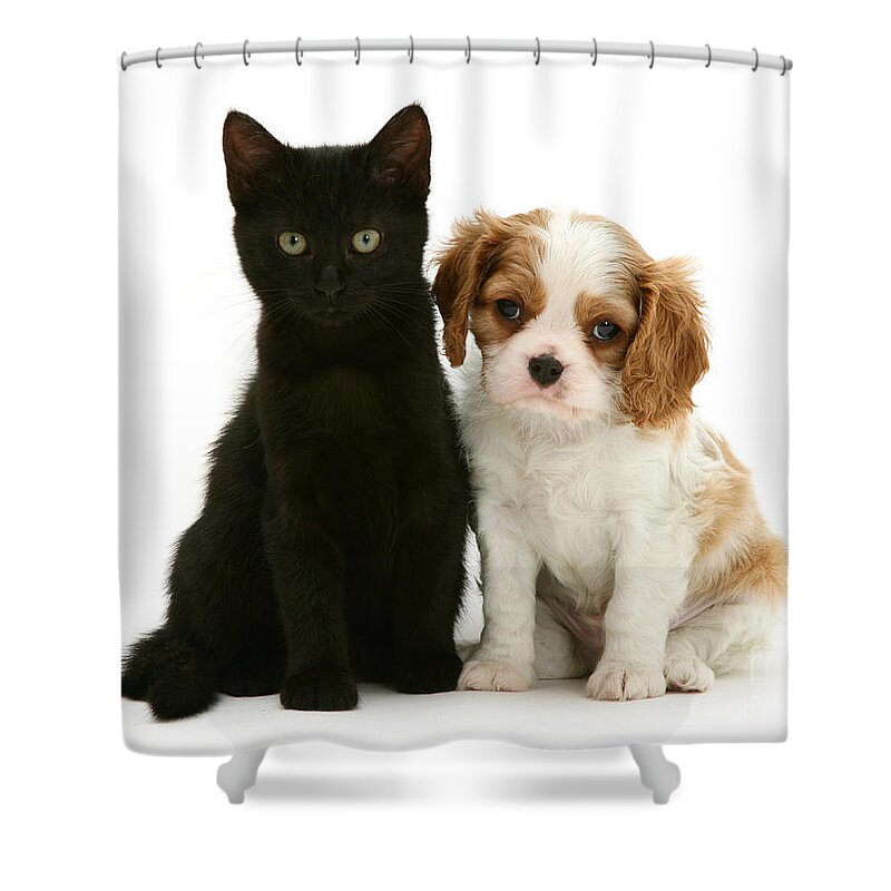 White Background Shower Curtain featuring the photograph King Charles Spaniel Puppy And Black Cat by Jane Burton