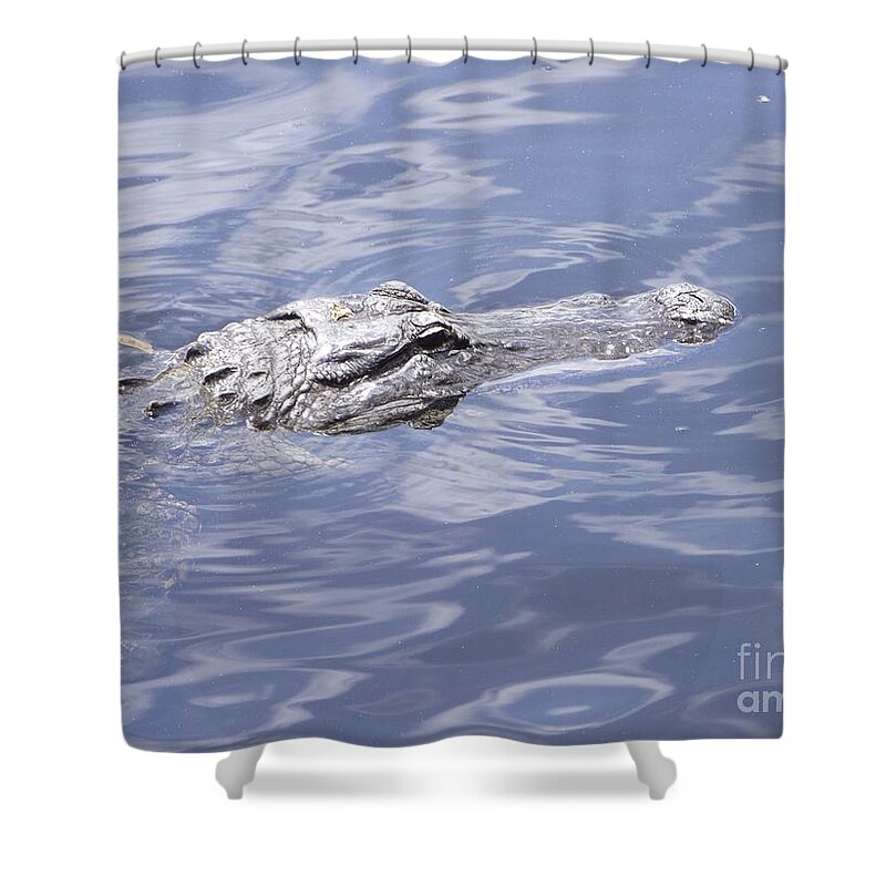 Florida Alligator Shower Curtain featuring the photograph King of the Everglades by Michelle Welles