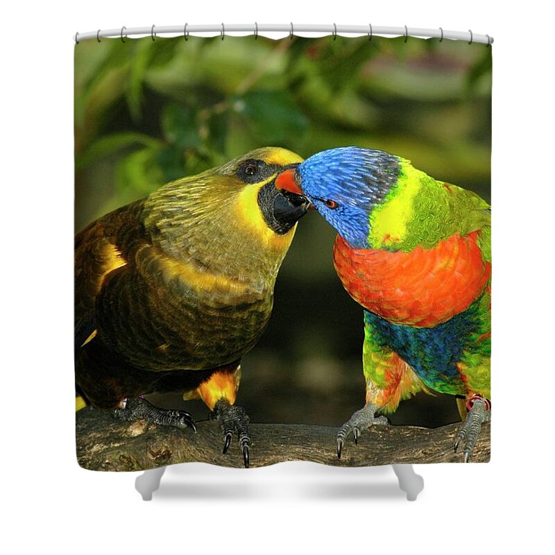 Lorikeet Shower Curtain featuring the photograph Kissing Birds by Carolyn Marshall