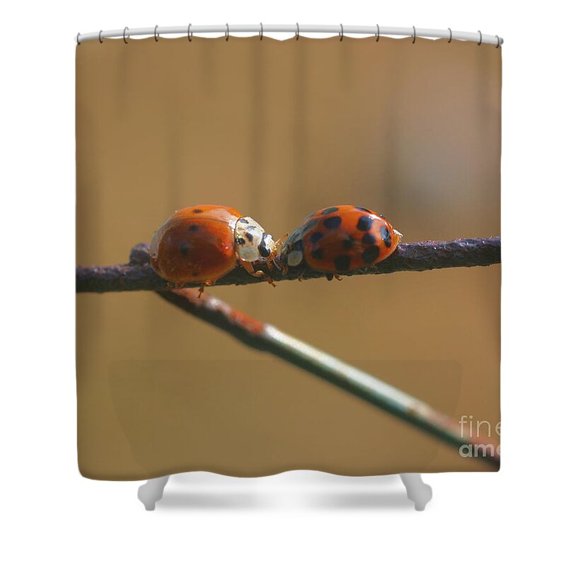 Insect Shower Curtain featuring the photograph Kissing Ladybugs by Smilin Eyes Treasures