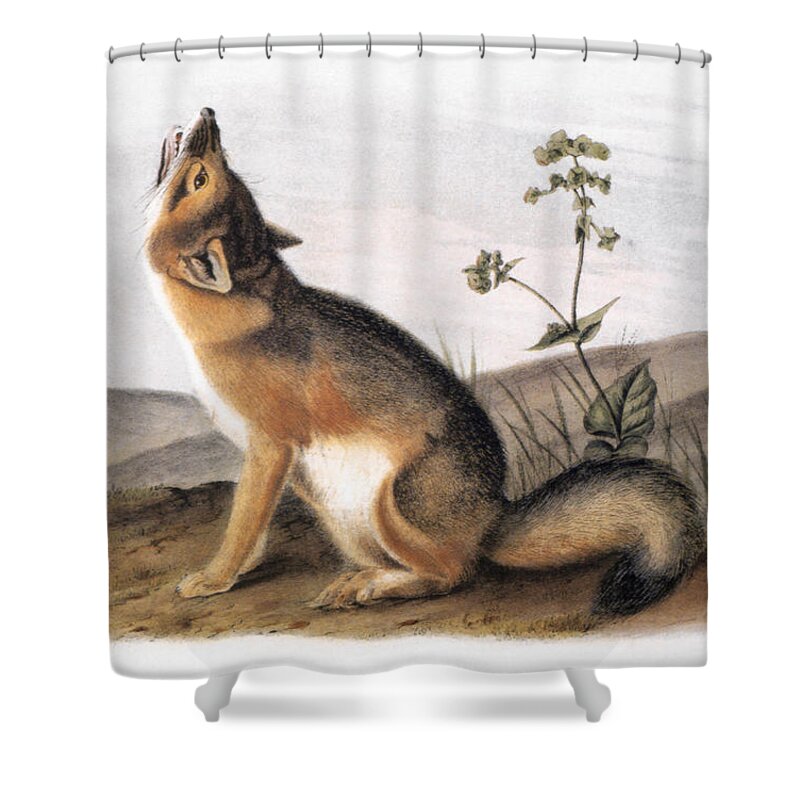1846 Shower Curtain featuring the photograph Kit Fox (vulpes Velox) by Granger