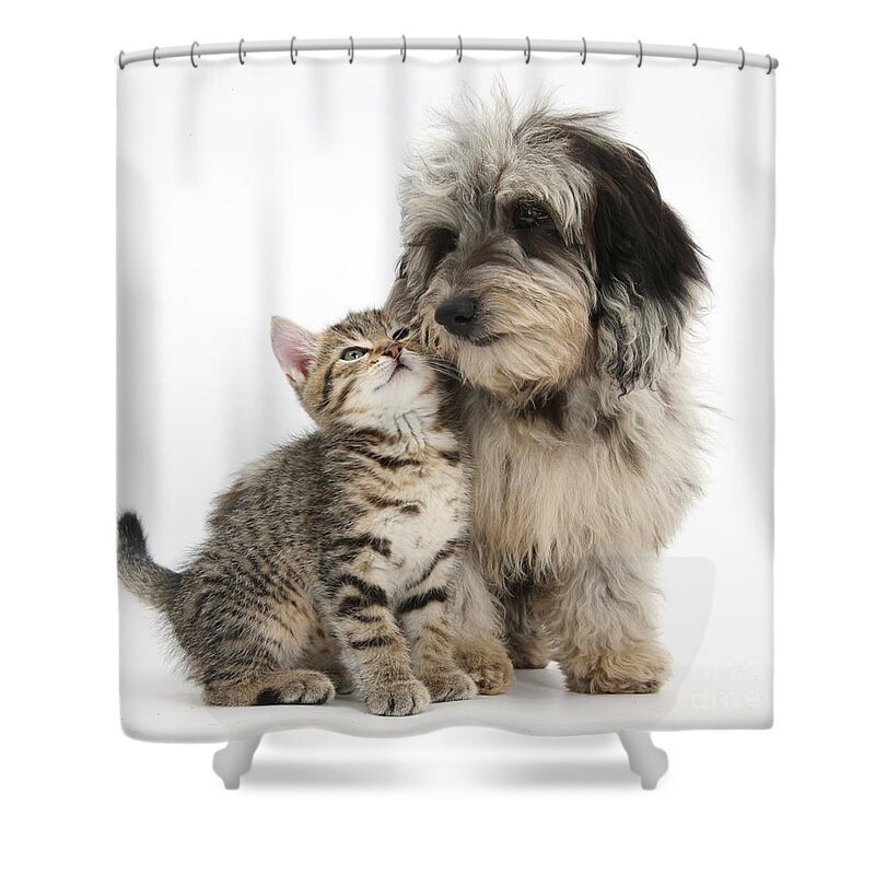 Nature Shower Curtain featuring the photograph Kitten And Daxie-doodle Puppy by Mark Taylor
