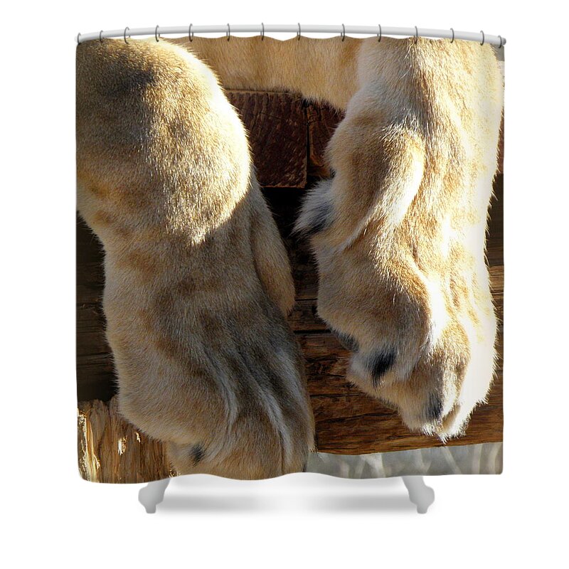 Lion Shower Curtain featuring the photograph Kitty Paws by Kim Galluzzo