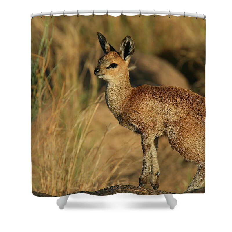 Africa Shower Curtain featuring the photograph Klipspringer Female by Bruce J Robinson