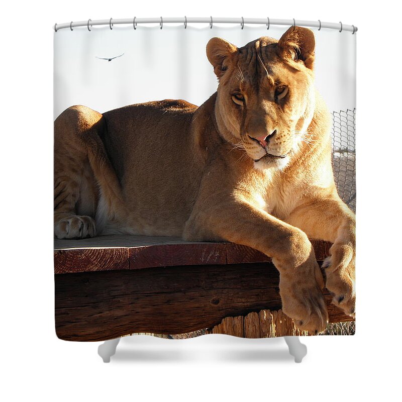 Lion Shower Curtain featuring the photograph Kumba the Lion by Kim Galluzzo Wozniak