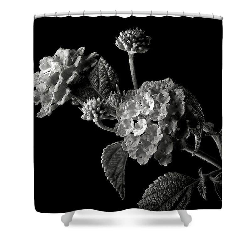 Flower Shower Curtain featuring the photograph Lantana in Black and White by Endre Balogh