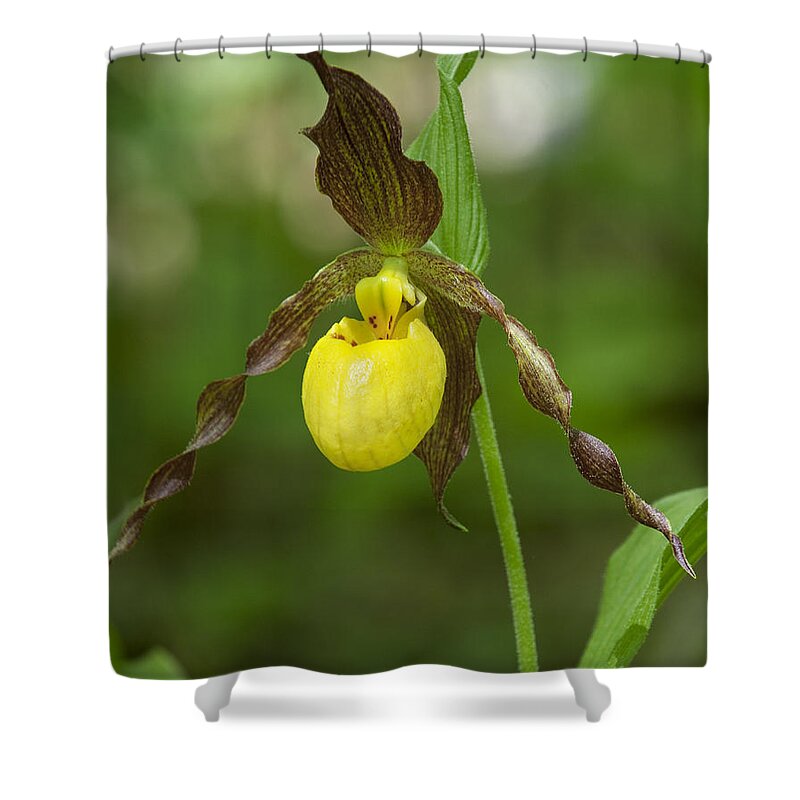 Nature Shower Curtain featuring the photograph Large Yellow Lady Slipper Orchid DSPF0251 by Gerry Gantt
