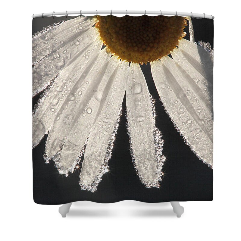 White Shower Curtain featuring the photograph Late blooming marguerite by Ulrich Kunst And Bettina Scheidulin