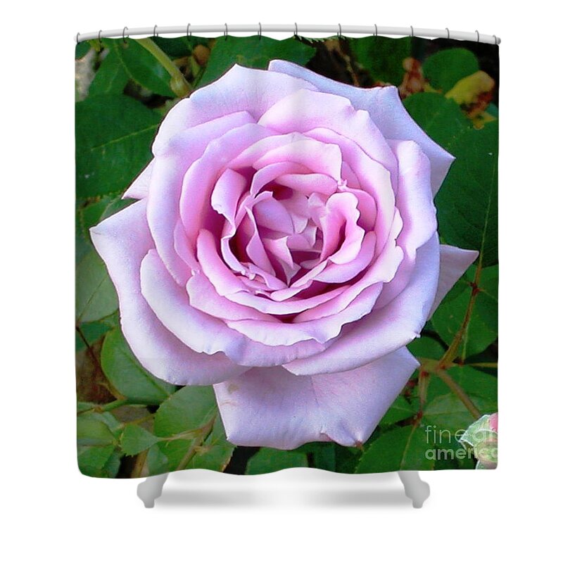 Rose Shower Curtain featuring the photograph Lavendar Rose by Alys Caviness-Gober