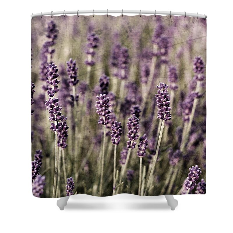 Lavender Shower Curtain featuring the photograph Lavender field by Laura Melis