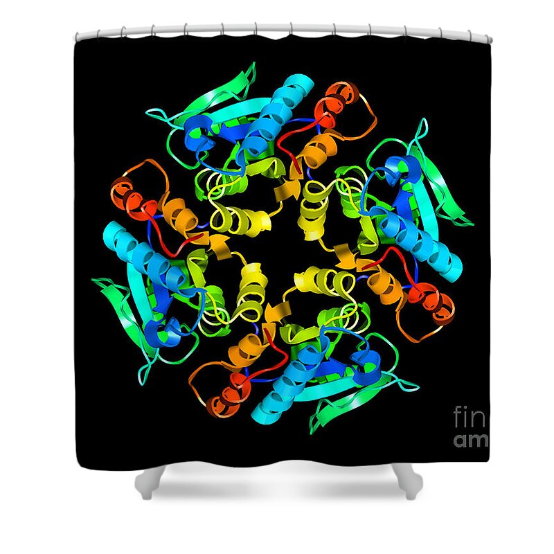 Leishmania Major Shower Curtain featuring the photograph Leishmania Major Protein by Science Source