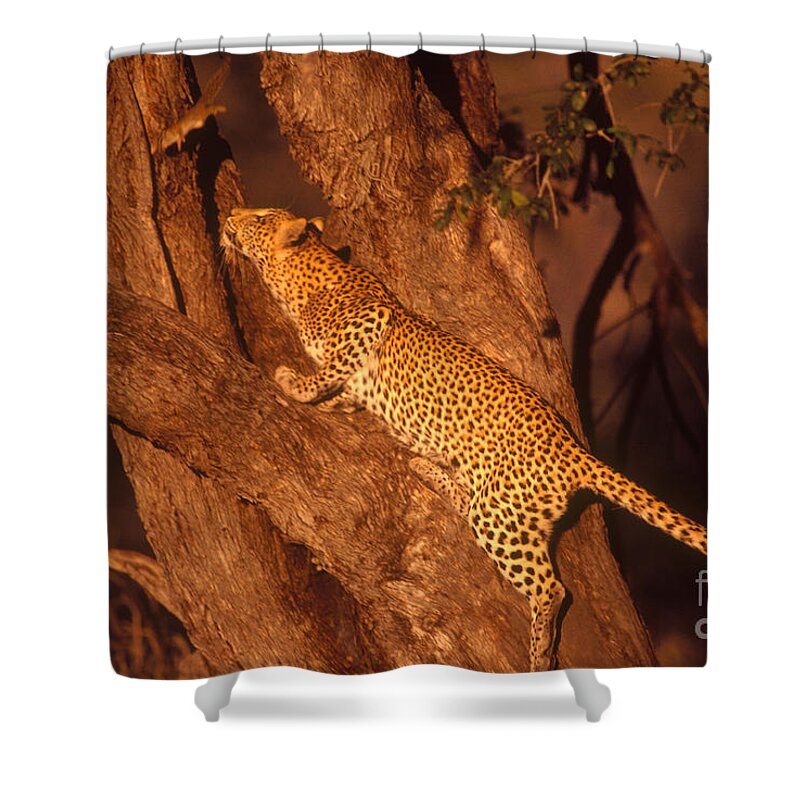 Nature Shower Curtain featuring the photograph Leopard Chasing Tree Squirrel by Gregory G Dimijian