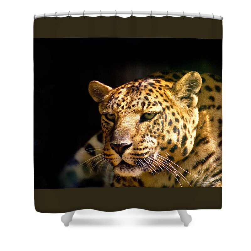 Leopard Shower Curtain featuring the photograph Leopard by Suanne Forster