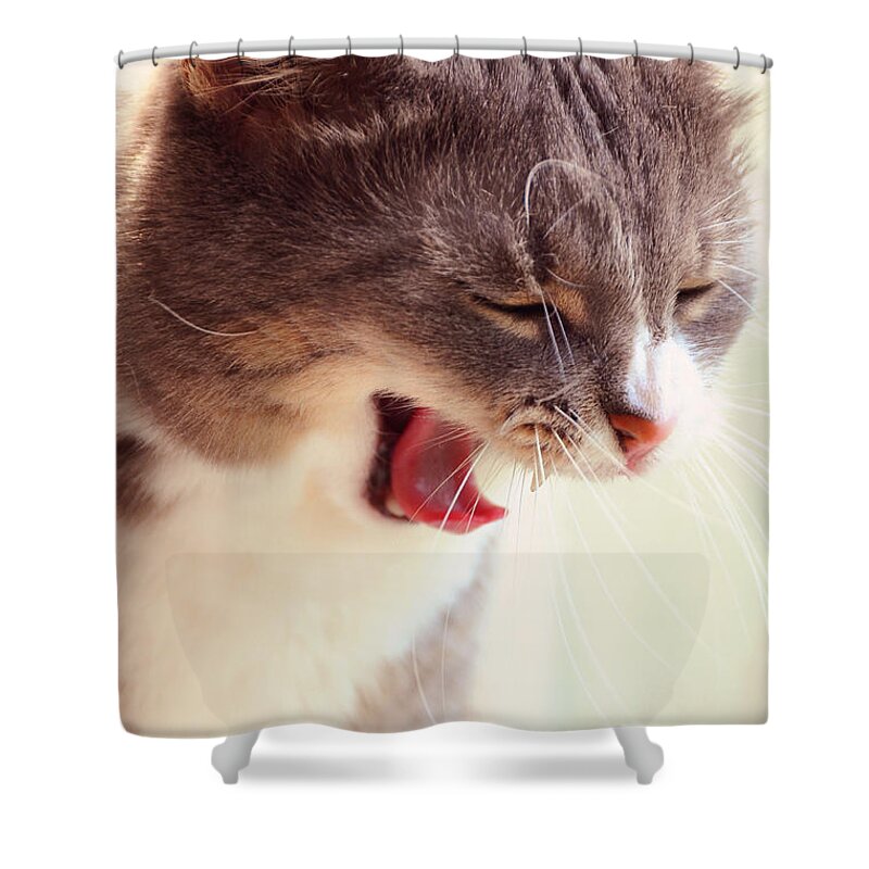 Cat Shower Curtain featuring the photograph Lets Go Sleeping. Kitty Time by Jenny Rainbow