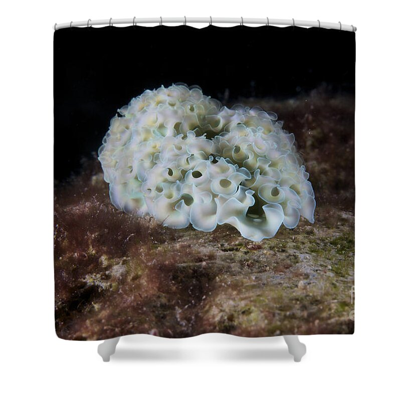 Elysia Crispata Shower Curtain featuring the photograph Lettuce Sea Slug, Bonaire, Caribbean by Terry Moore