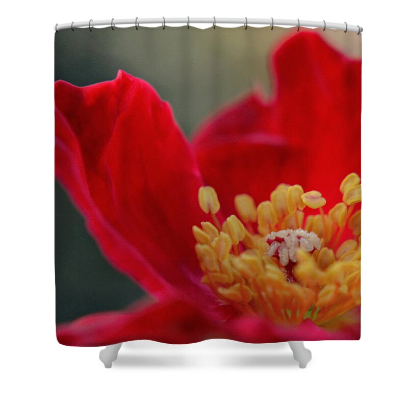 Flower Shower Curtain featuring the photograph Light and Flame by Melanie Moraga