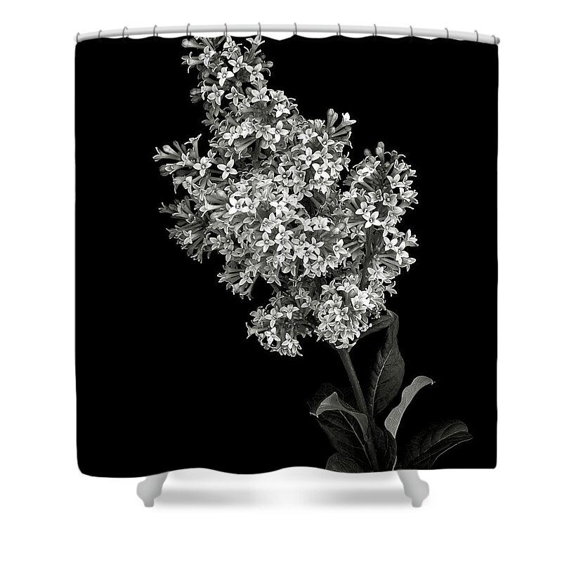 Flower Shower Curtain featuring the photograph Lilac in Black and White by Endre Balogh