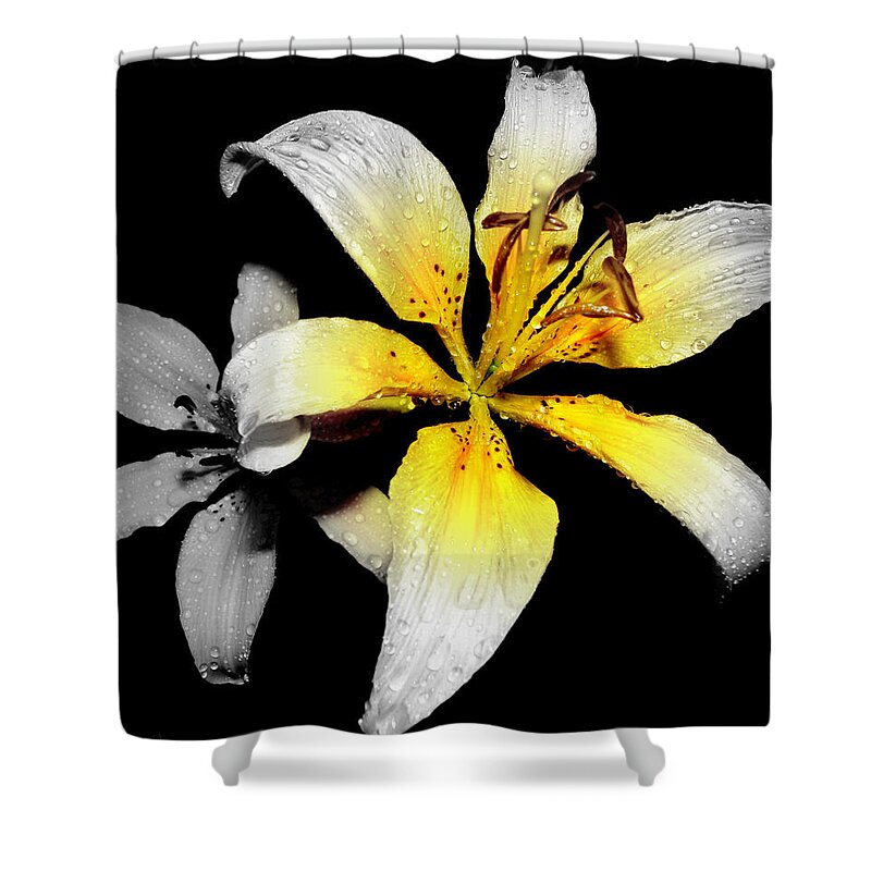 Lily Shower Curtain featuring the photograph Lily In Focal Black And White by Kim Galluzzo