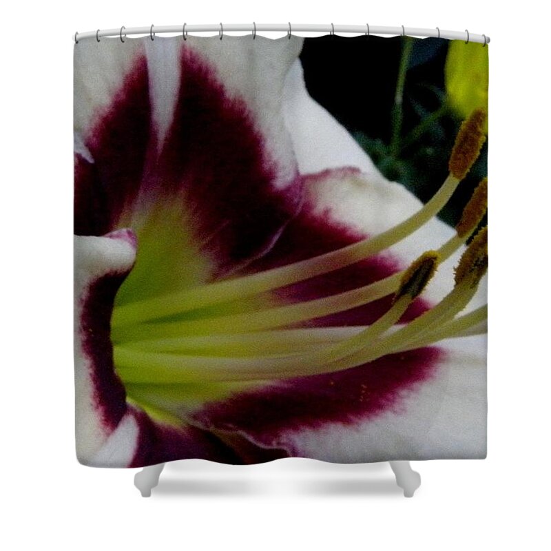 Lily Shower Curtain featuring the photograph Lily Of True Beauty by Kim Galluzzo