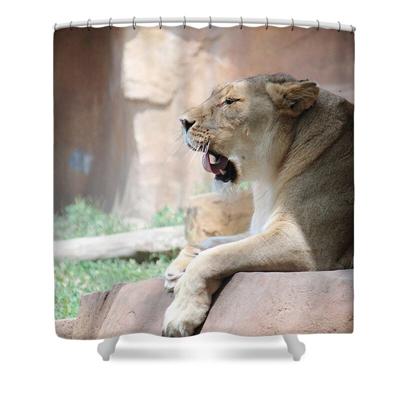 Lion Shower Curtain featuring the photograph Lion at Brookfield Zoo in Chicago IL by Peter Ciro