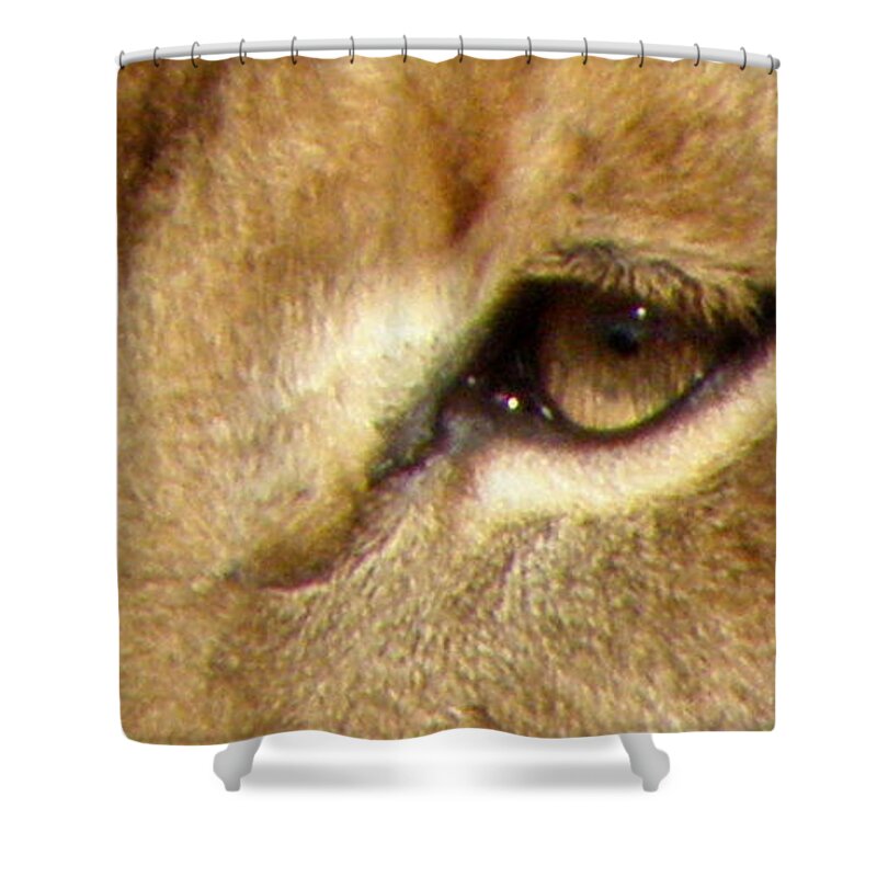 Lion Shower Curtain featuring the photograph Lioness Eyes by Kim Galluzzo Wozniak