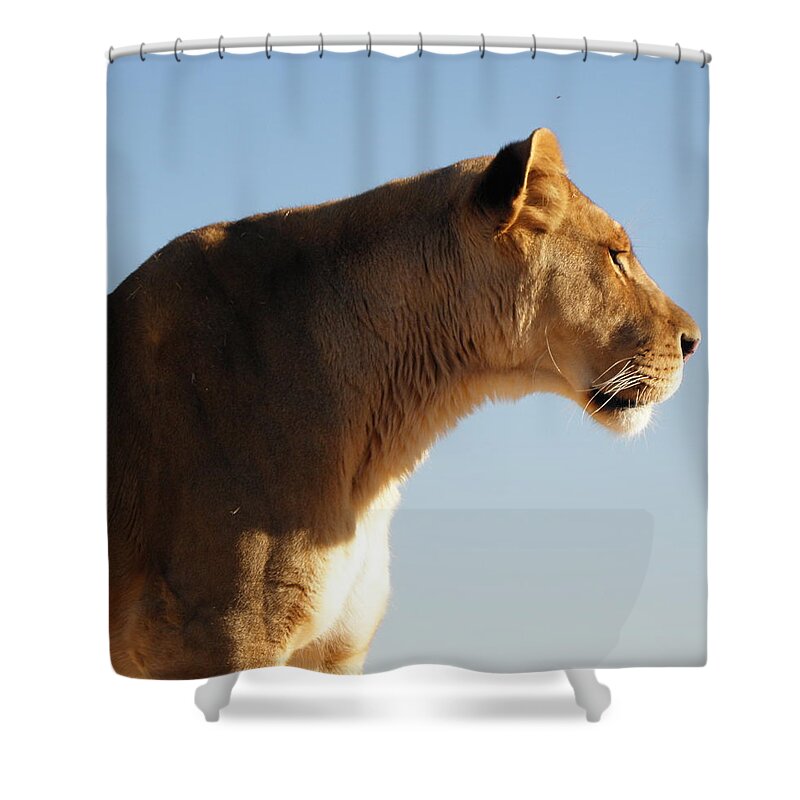 Lioness Shower Curtain featuring the photograph Lioness in all her beauty by Kim Galluzzo