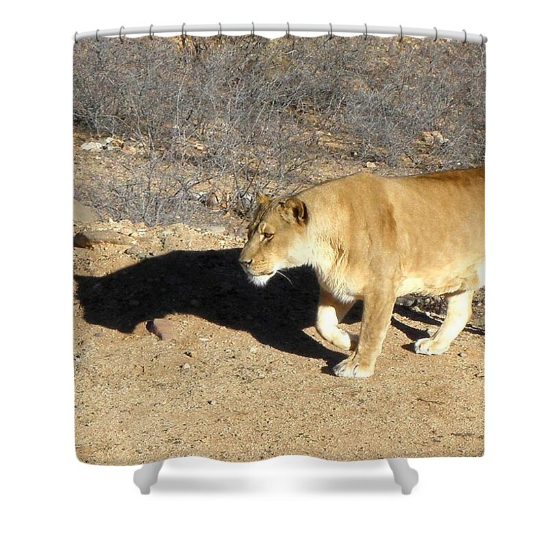 Lion Shower Curtain featuring the photograph Lioness prowl by Kim Galluzzo