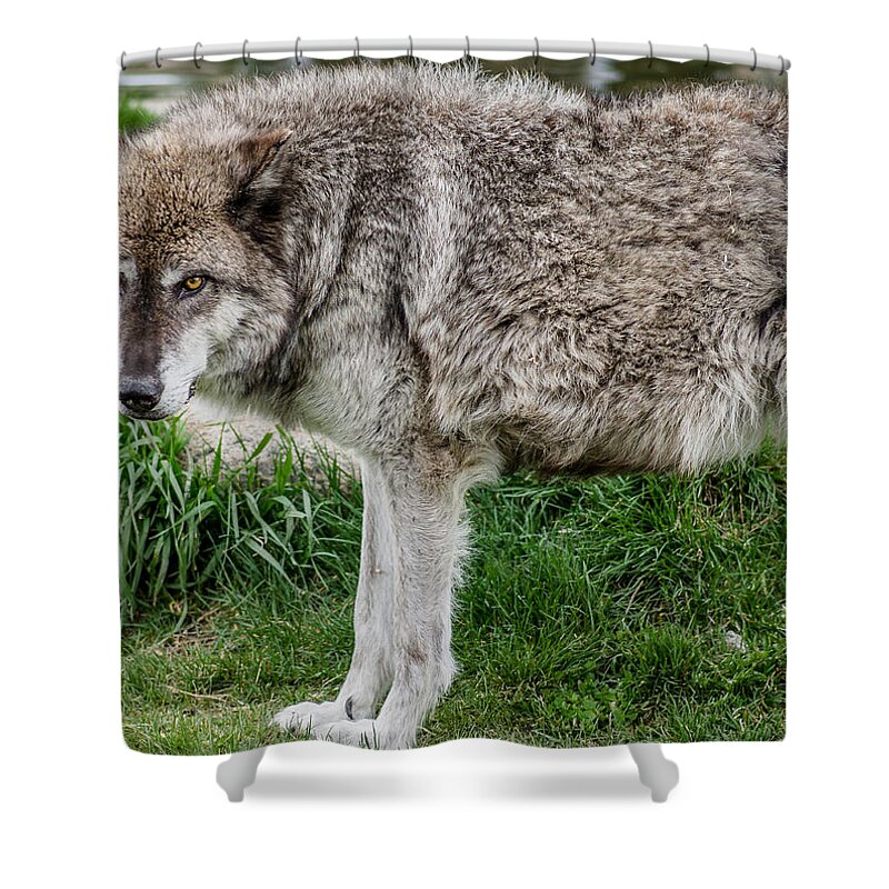 Wolf Shower Curtain featuring the photograph Little Red Riding Hood's Murderer by Greg Nyquist