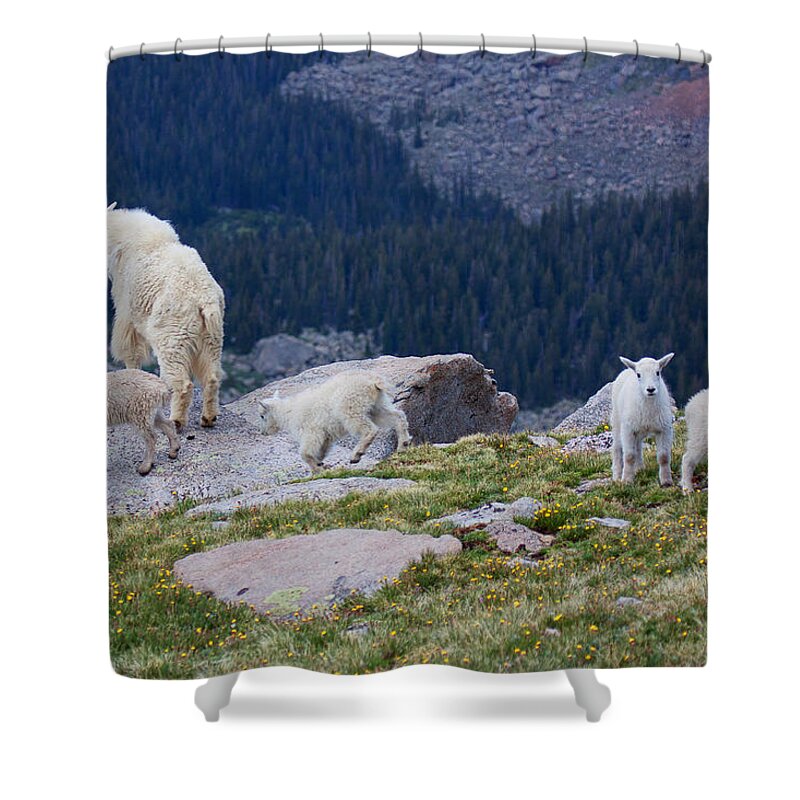 Mountain Goats; Posing; Group Photo; Baby Goat; Nature; Colorado; Crowd; Baby Goat; Mountain Goat Baby; Happy; Joy; Nature; Brothers Shower Curtain featuring the photograph Living on the Edge by Jim Garrison