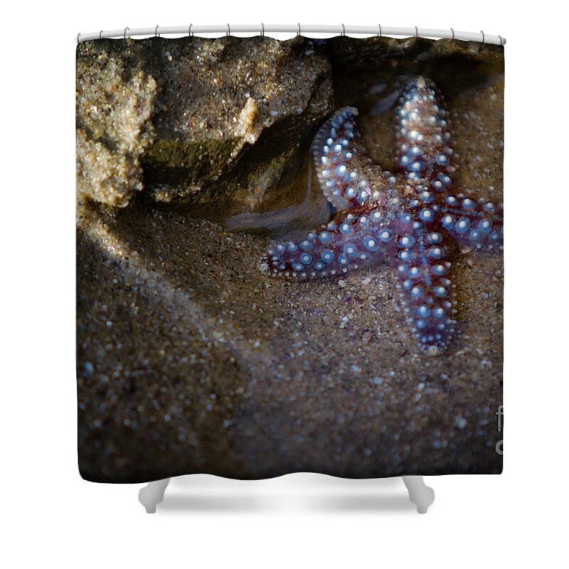 San Diego Shower Curtain featuring the photograph Lone Seastar by Doug Sturgess
